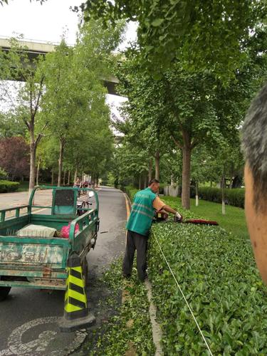 天桥区园林绿化服务中心,以绿篱修剪工作为契机,推动"国家卫生城市